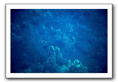 Maui-Reefdancer-078