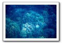 Maui-Reefdancer-080