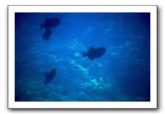 Maui-Reefdancer-081