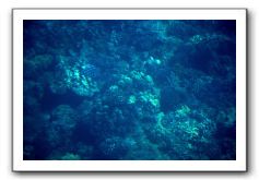 Maui-Reefdancer-082