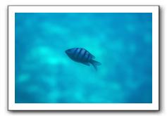 Maui-Reefdancer-083