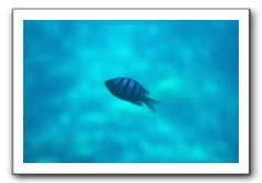 Maui-Reefdancer-084