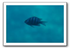 Maui-Reefdancer-085