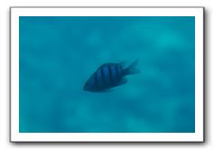 Maui-Reefdancer-086