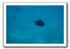 Maui-Reefdancer-092