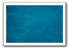 Maui-Reefdancer-096