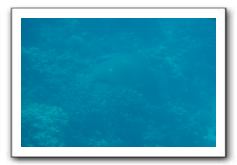 Maui-Reefdancer-099