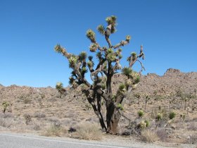 joshuatreejanuary2010