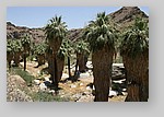 PalmCanyon-013.JPG