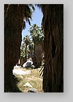 PalmCanyon-016.JPG