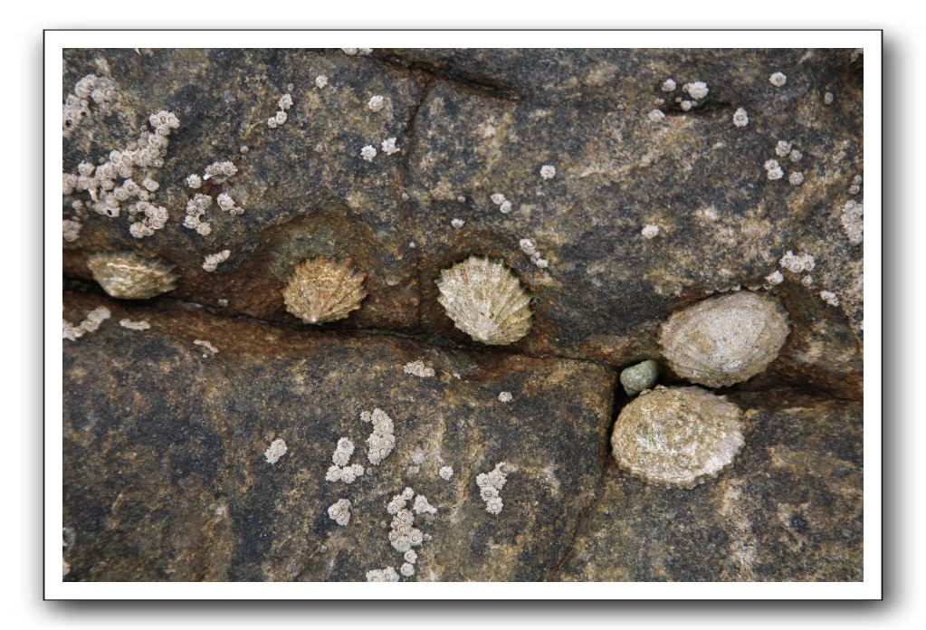 Abbeyburnfoot-Beach-Scotland-392