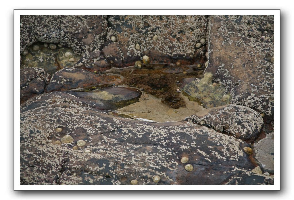 Abbeyburnfoot-Beach-Scotland-418