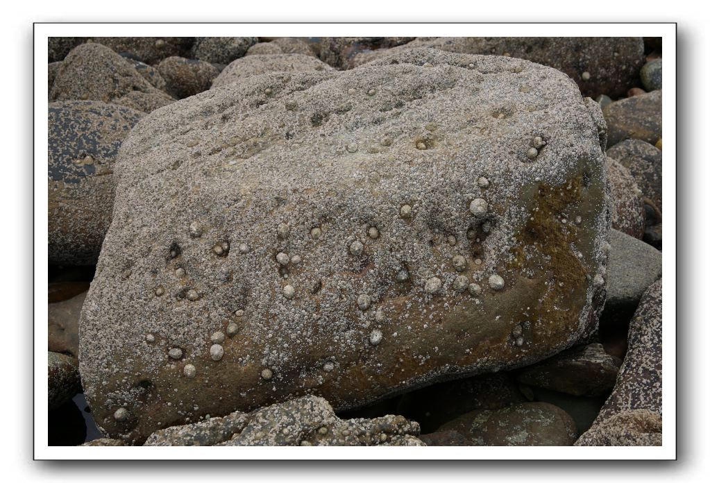 Abbeyburnfoot-Beach-Scotland-425