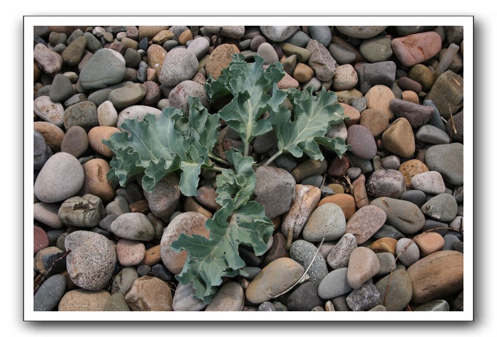 Abbeyburnfoot-Beach-Scotland-353