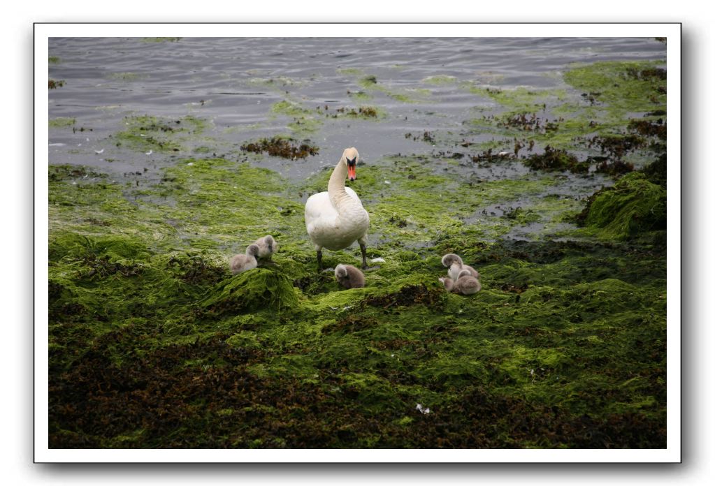 Castle-Dunguaire-Ballyvaughan-Cliffs-of-Moher-3021