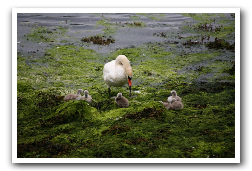 Castle-Dunguaire-Ballyvaughan-Cliffs-of-Moher-3026