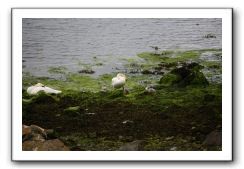 Castle-Dunguaire-Ballyvaughan-Cliffs-of-Moher-3008