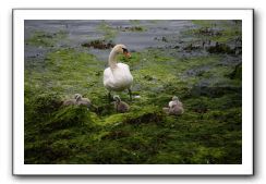 Castle-Dunguaire-Ballyvaughan-Cliffs-of-Moher-3035