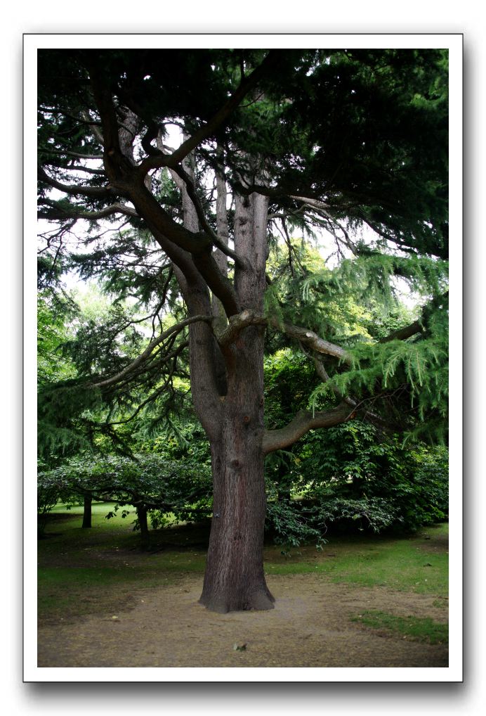 Royal Botanic Garden, Edinburgh,  Scotland 545