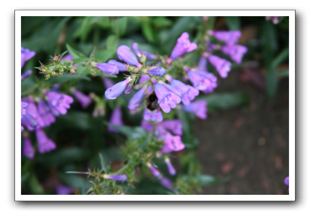 Royal Botanic Garden, Edinburgh,  Scotland 741