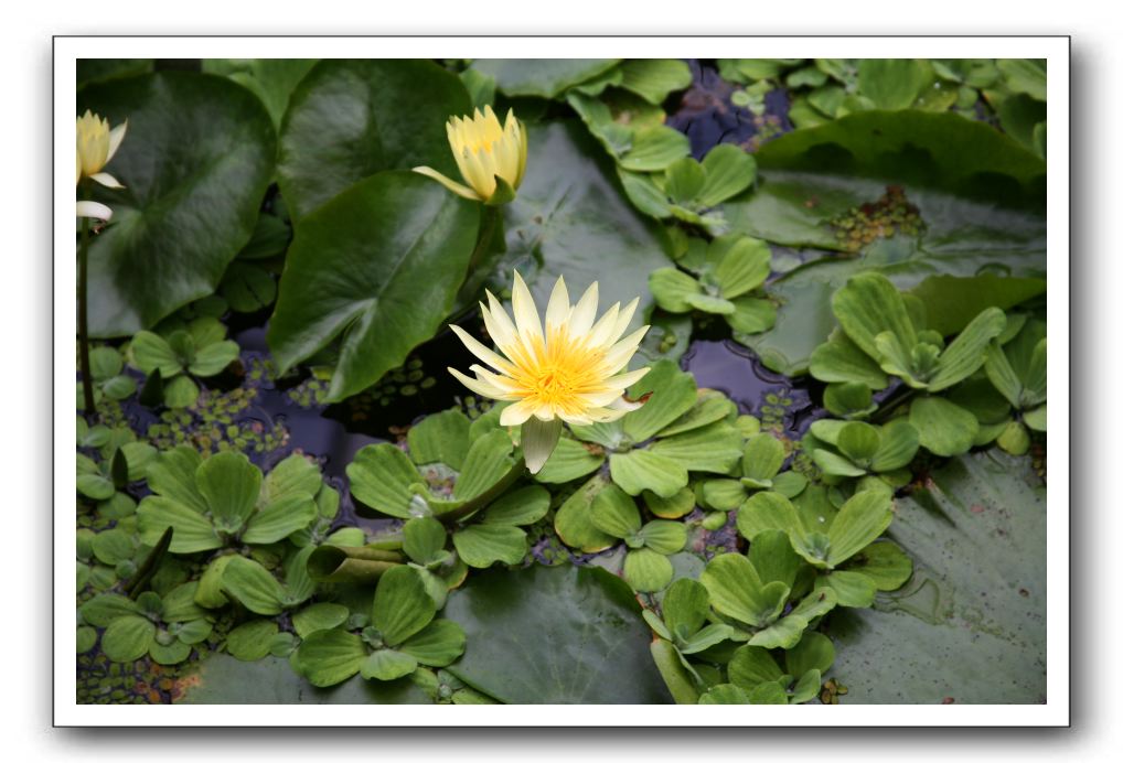 Royal Botanic Garden, Edinburgh,  Scotland 790