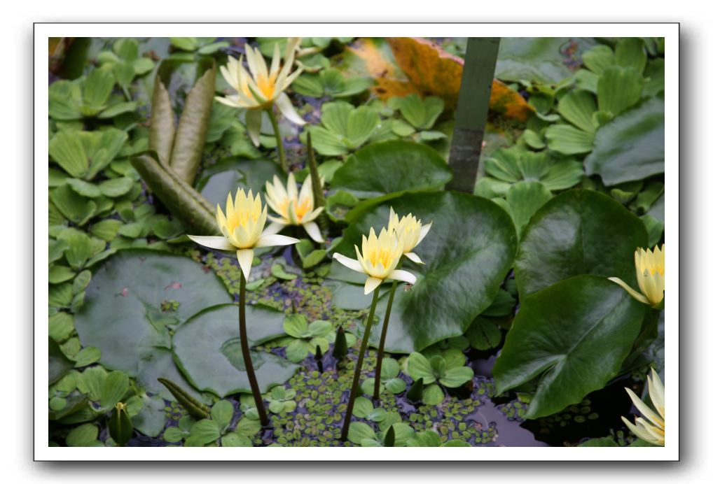 Royal Botanic Garden, Edinburgh,  Scotland 791