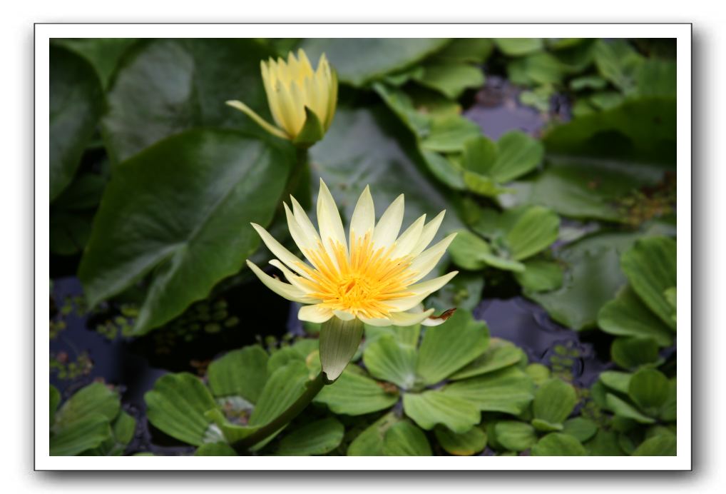 Royal Botanic Garden, Edinburgh,  Scotland 794