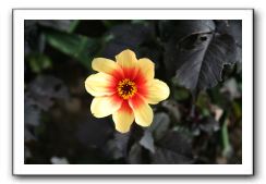 Royal Botanic Garden, Edinburgh,  Scotland 748