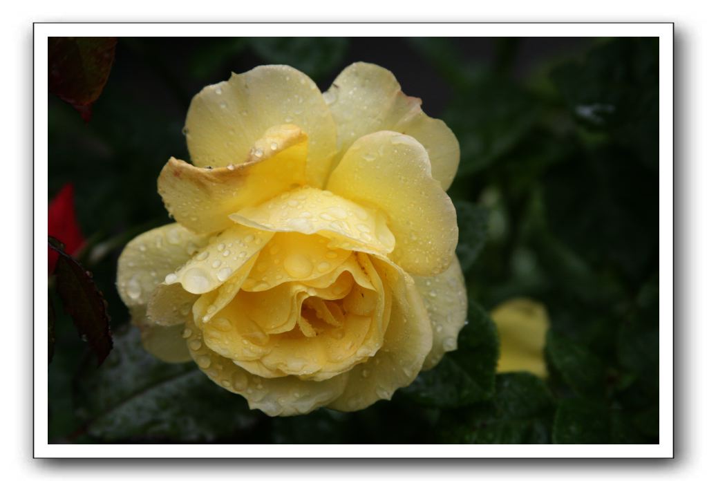 Wet-Scottish-Flowers-Kirkcudbright-565