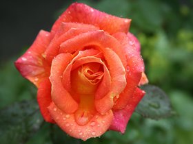 Wet-Scottish-Flowers