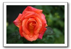 Wet-Scottish-Flowers-Kirkcudbright-555