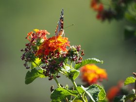 Butterflies-at-Geek-Hill