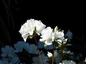 Flowers-at-Geek-Hill