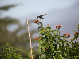 Hummingbird-June-2013