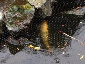 koi rain