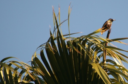 Birds Seen at Geek Hill 016