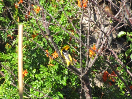 Yellow Bird at Geek Hill - 011