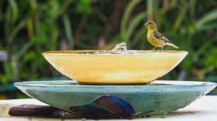 bird-at-solar-powered-fountain-0-812