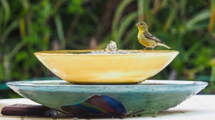 bird-at-solar-powered-fountain-0-820