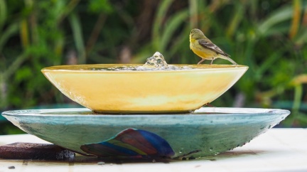 bird-at-solar-powered-fountain-0-832