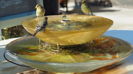 birdies-1205