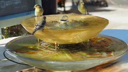 birdies-1206