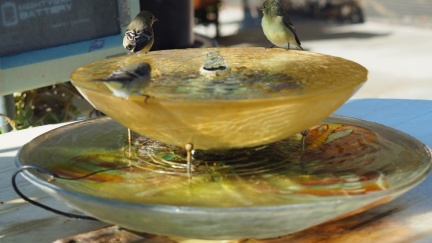 birdies-1221