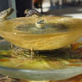 birdies-1261