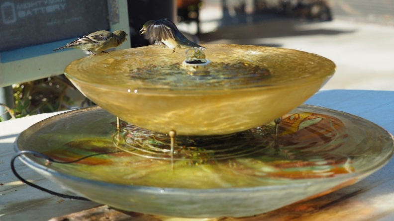 birdies-1262.jpg