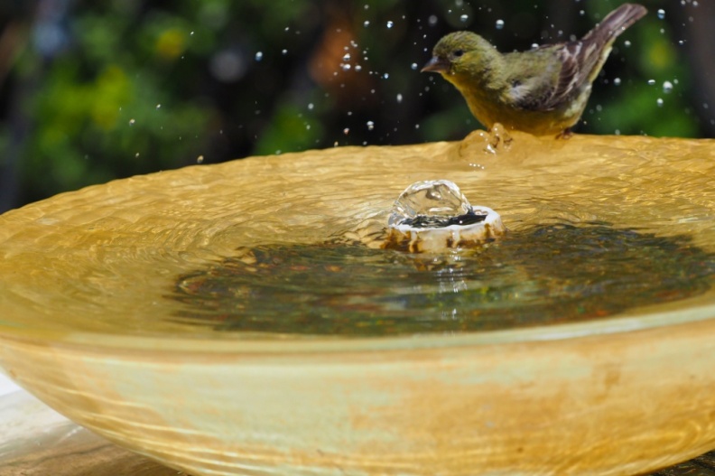 finch-fountain-may-2022.jpg