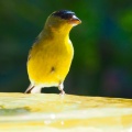 finch-innit-may-2022