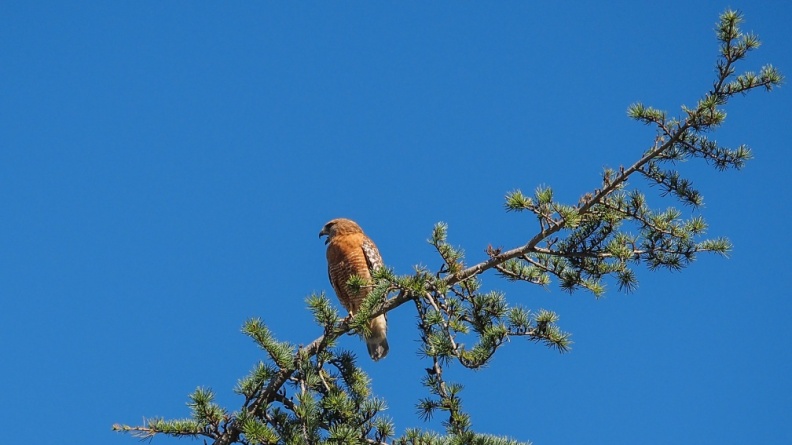 hawk-in-tree-1.jpg