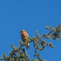 hawk-in-tree-1