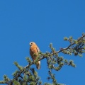 hawk-in-tree-10